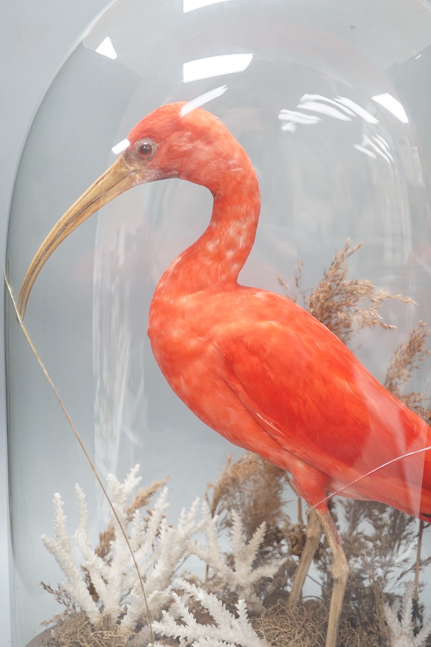 A 19th century taxidermic scarlet ibis, cracked glass dome 53cm